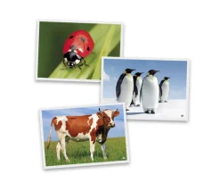 Tout Pour le Jeu 54 Fiches photos animaux pour jeux de langage