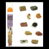 Tout Pour le Jeu Anciens fossiles 4/5 cm - paléontologie 10 pièces