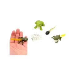 Tout Pour le Jeu Cycle de la vie de la grenouille