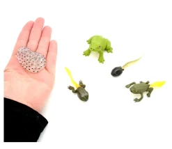Tout Pour le Jeu Cycle de la vie de la grenouille