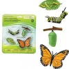 Tout Pour le Jeu Cycle de la vie d'un papillon Monarque