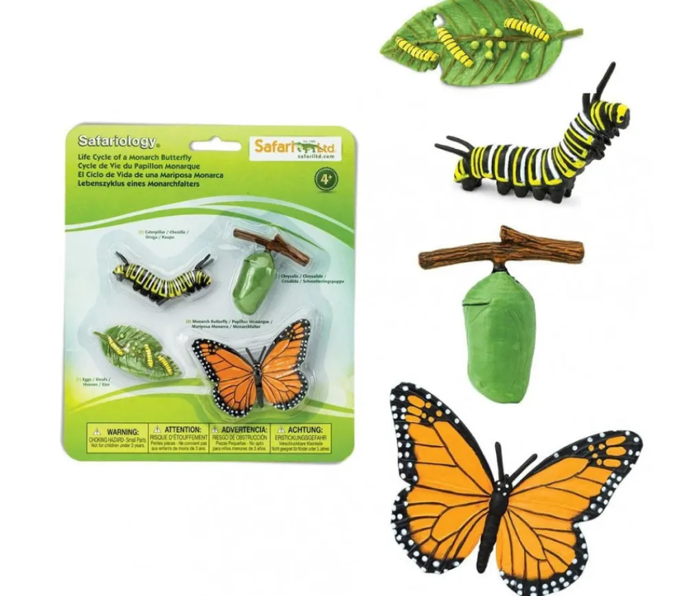 Tout Pour le Jeu Cycle de la vie d'un papillon Monarque