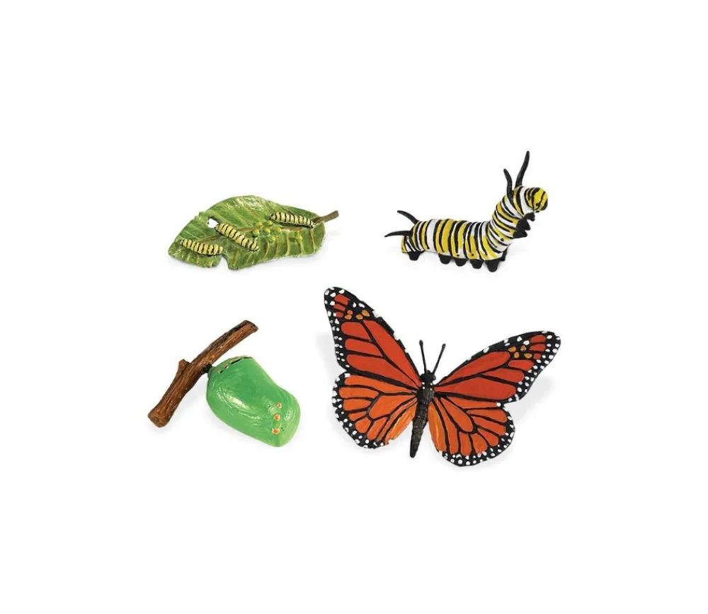 Tout Pour le Jeu Cycle de la vie d'un papillon Monarque