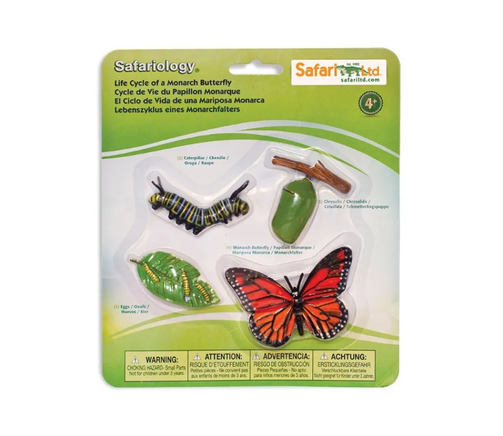 Tout Pour le Jeu Cycle de la vie d'un papillon Monarque