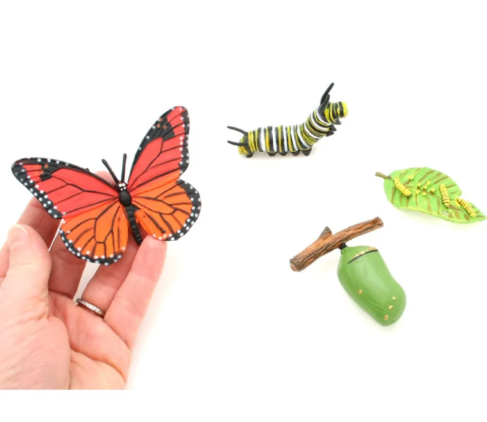 Tout Pour le Jeu Cycle de la vie d'un papillon Monarque