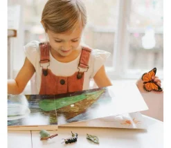 Tout Pour le Jeu Cycle de la vie d'un papillon Monarque