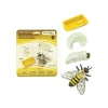 Tout Pour le Jeu Cycle de la vie d'une abeille