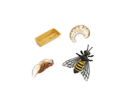 Tout Pour le Jeu Cycle de la vie d'une abeille