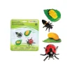 Tout Pour le Jeu Cycle de la vie d'une coccinelle