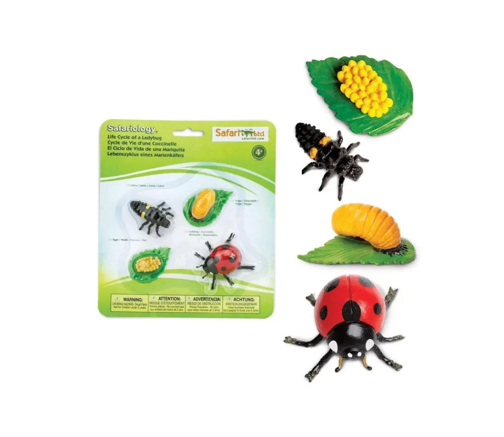Tout Pour le Jeu Cycle de la vie d'une coccinelle