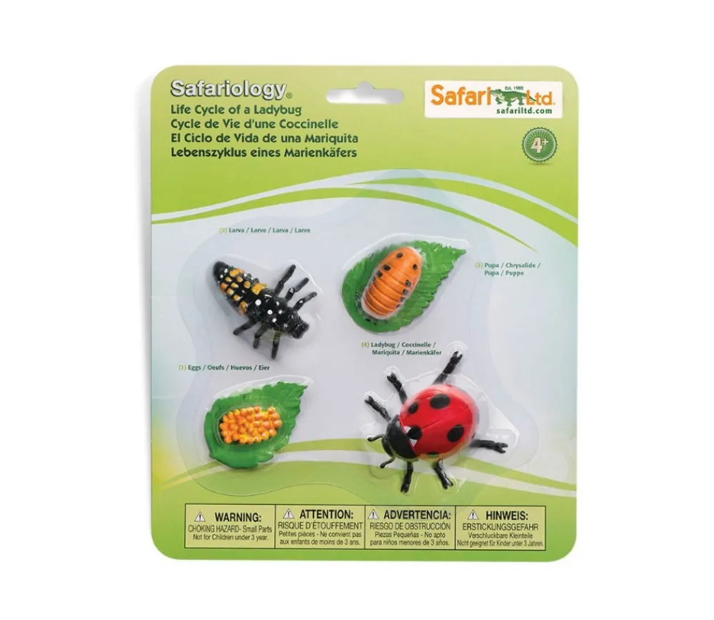 Tout Pour le Jeu Cycle de la vie d'une coccinelle