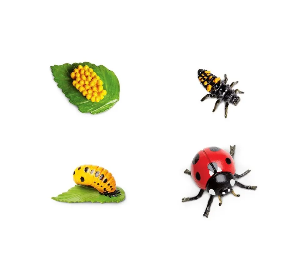 Tout Pour le Jeu Cycle de la vie d'une coccinelle