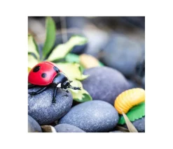 Tout Pour le Jeu Cycle de la vie d'une coccinelle