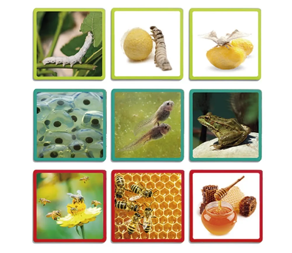 Enfant Tout Pour le Jeu Cycle de vie - Maxi séquences nature - jeu