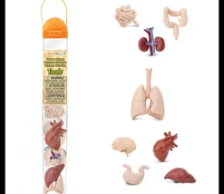 Tout Pour le Jeu Organes Humains miniature environ 5 cm- tube de 8 pièces