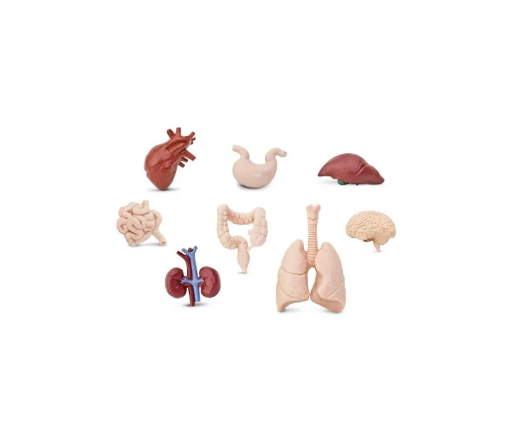 Tout Pour le Jeu Organes Humains miniature environ 5 cm- tube de 8 pièces