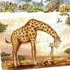 Tout Pour le Jeu Petit puzzle en bois Animal africain 24 pièces (1 modèle mis au hasard)