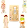Tout Pour le Jeu Puzzles anatomie garçon - 4 puzzles à étage