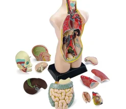 Tout Pour le Jeu Set anatomie : Découverte du corps humain 50 cm